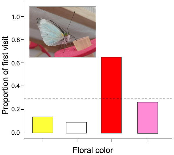 The initial color probed by naïve Leptophobia aripa butterflies faced to four artificial flower arrays.
