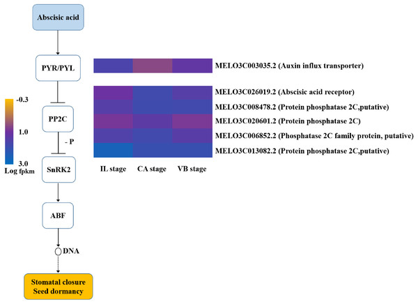  Transcript abundance changes of abscisic acid signaling-related genes of graft junction tissue at IL, CA, VB stage underlying the graft union development.
