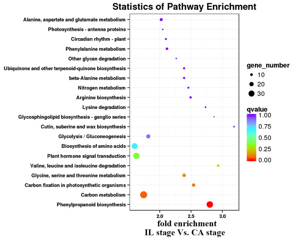 Enrichment analysis of KEGG pathways of the IL stage vs. the CA stage using Melon (DHL92) v3.6.1 Genome.