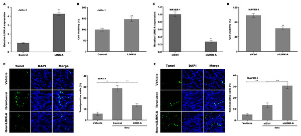 (A–F) LINK-A enhanced cell viability and repressed Ibrutinib-induced cell apoptosis.