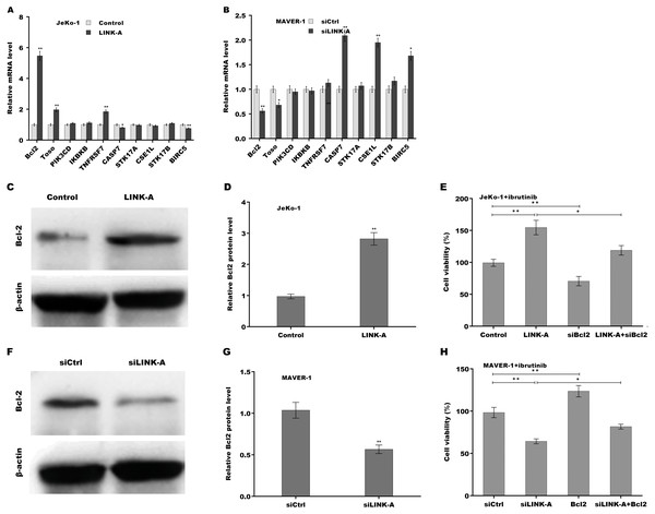 (A–H) LINK-A enhanced Bcl2 expression to increase cell viability in the presence of Ibrutinib.