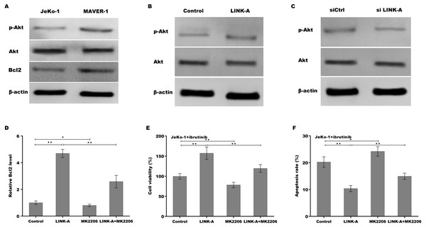 (A–F) LINK-A increased Bcl2 expression by activating AKT signaling.