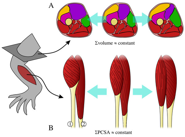 The requirements on muscles as part of a single, functionally integrated whole may impose constraints on their construction.