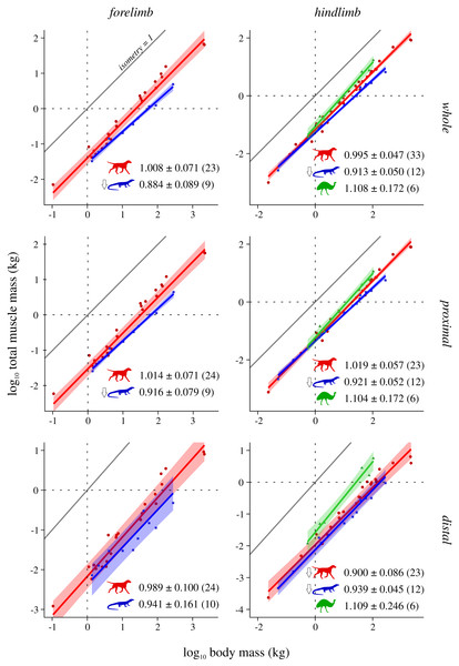 Total muscle mass v. body mass across extant terrestrial amniotes.