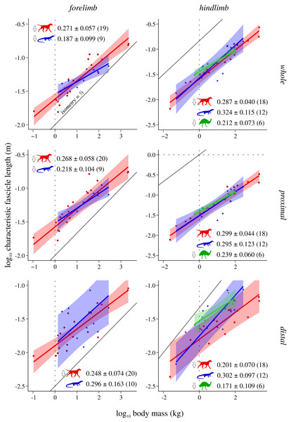 Characteristic fascicle length v. body mass across extant terrestrial amniotes.