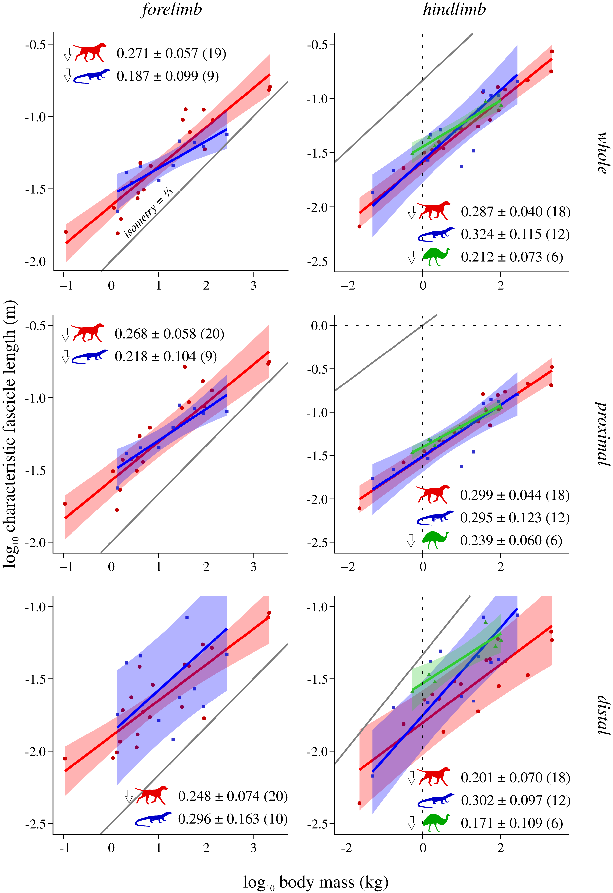 Whole-limb scaling of muscle mass and force-generating capacity in 