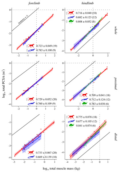 Total physiological cross-sectional area v. total muscle mass across extant terrestrial amniotes.