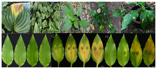 Pathogenicity in detached leaves and in live plants.