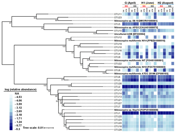 Neighbor-joining phylogenetic tree of the top 28 abundant amoA OTUs (OTUs with ≥ 100 reads).