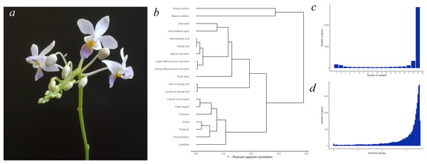(A) The general view of P. equestris var. cyanochilus; (B) hierarchical clustering tree of transcriptome map samples; (C) the distribution of genes by the number of samples where the gene is expressed.