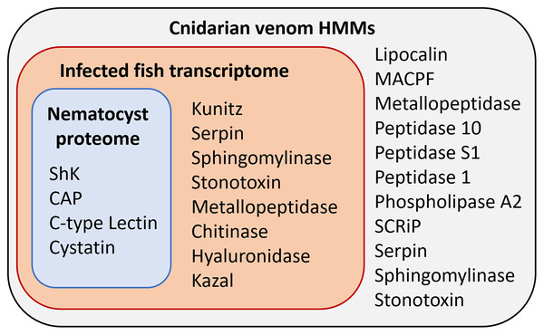 Results of HMM search of Ceratonova shasta nematocyst proteome and translated C. shasta transcriptome from infected fish, against 22 cnidarian venom HMMs from Klompen et al. (2020).
