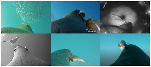 Representative images from animal-borne video data loggers showing captures of the various prey categories by female Australian fur seals.