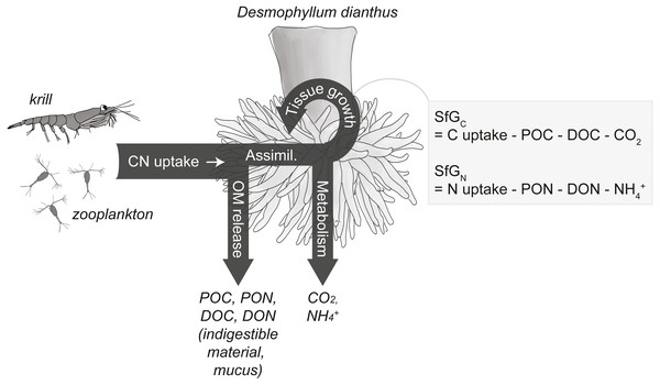 Conceptual carbon (C) and nitrogen (N) budget of the cold-water coral Desmophyllum dianthus.