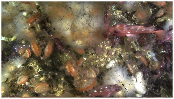 Dense swarms of krill and chaetognaths in Comau Fjord, directly above Desmophyllum dianthus.
