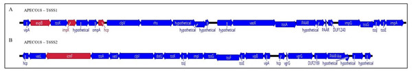 Schematic diagram of APECO18 T6SS gene clusters 1 (T6SS1, A) and 2 (T6SS2, B).
