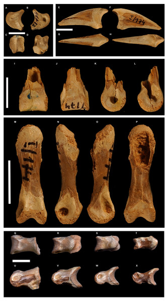 The phylogenetic affinities and morphological peculiarities of the bird ...