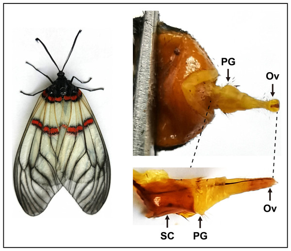 Pictures of the female moth and the pheromone gland in A. yunnanensis.