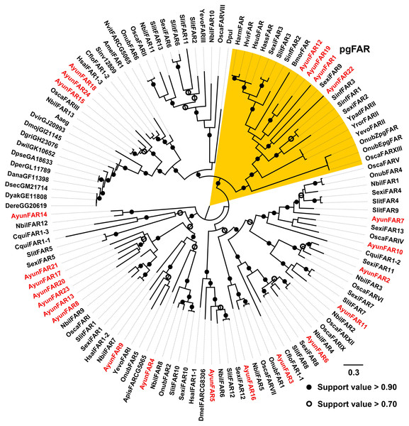 Maximum-likelihood phylogenetic analysis of fatty acyl-CoA reductases (FARs) in 35 insects.