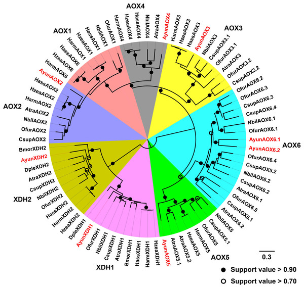 Maximum-likelihood phylogenetic analysis of aldehyde oxidases (AOXs) in A. yunnanensis and seven other moths, together with 20 XDH proteins used as the outgroup.
