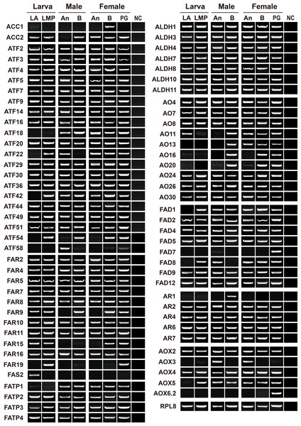 RT-PCR analyses showing the expression profiles of 73 pheromone biosynthesis related genes in larval and adult tissues.