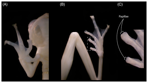 Hand (A), foot (B) and papillae (C) of Nymphargus laurae (INABIO15384). Tags and background color have been digitally removed.