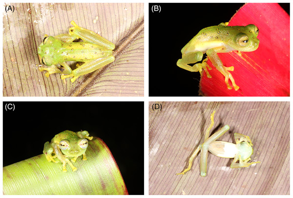 Nymphargus laurae (INABIO15383), (A) dorsal view, (B) side view, (C) front view and (D) ventral view.
