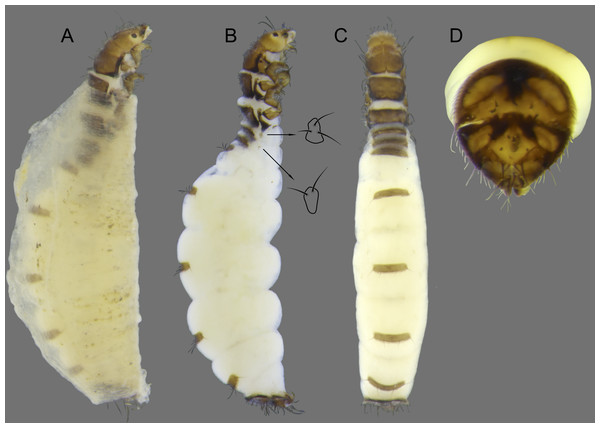 Byrsopteryx mamaocllo sp. nov., larva.