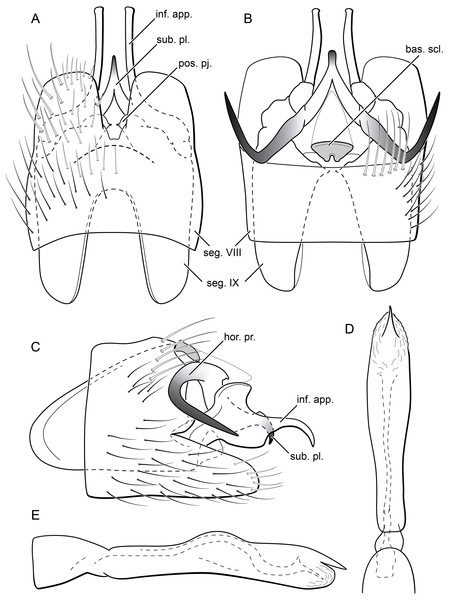 Byrsopteryx mancocapac sp. nov., male genitalia (holotype).