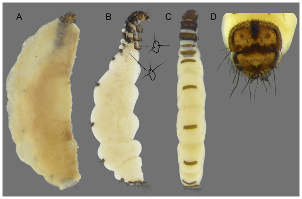 Byrsopteryx mancocapac sp. nov., larva.