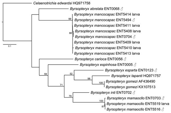 Maximum likelihood tree of COI sequences of Byrsopteryx.