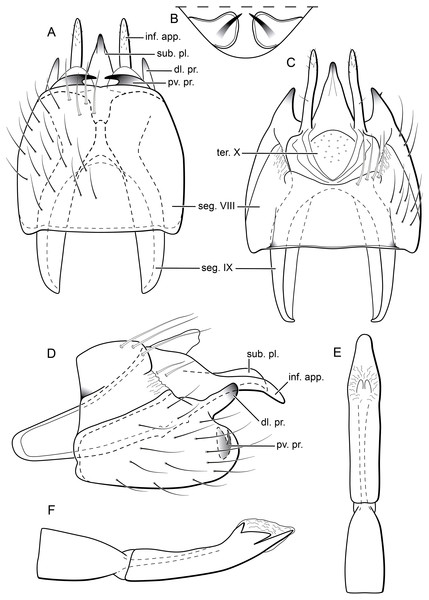 Byrsopteryx mamaocllo sp. nov., male genitalia (holotype).