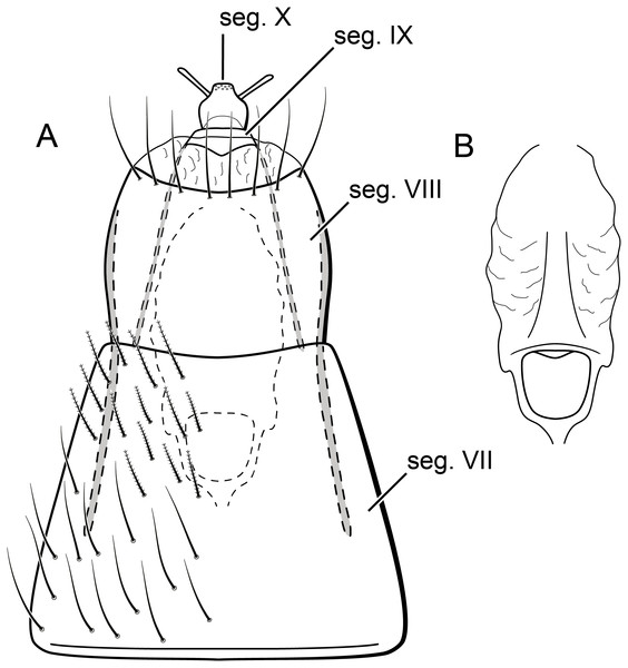 Byrsopteryx mamaocllo sp. nov., female genitalia.