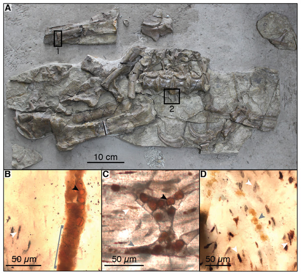 Photograph of sampled specimen (Beipiaosaurus inexpectus, IVPP V11559) (A) and transmitted light micrographs of representative thin sections (B–D).