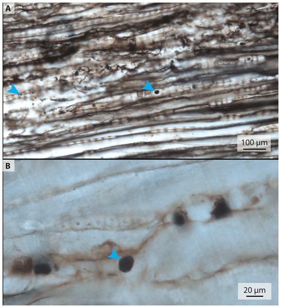 Transmitted light micrographs of petrified wood from thin section 2018-1.