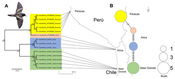 Map of the phylogeographic structure of Hydrobates markhami.