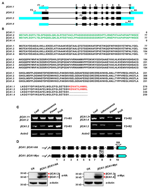 Sequence structure features of the Arabidopsis βCA1.