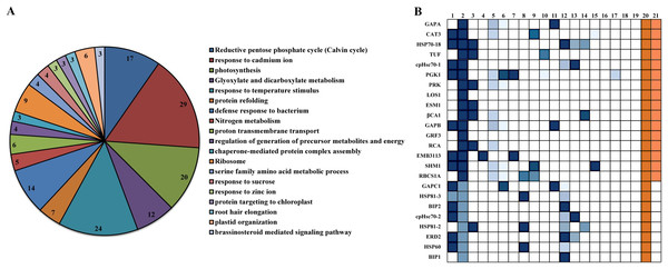 GO analysis of Arabidopsis βCA1.4 interacting proteins.
