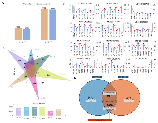  Global analysis of fruit transcriptomes in miR172OX, WT, Hanfu, and M9.