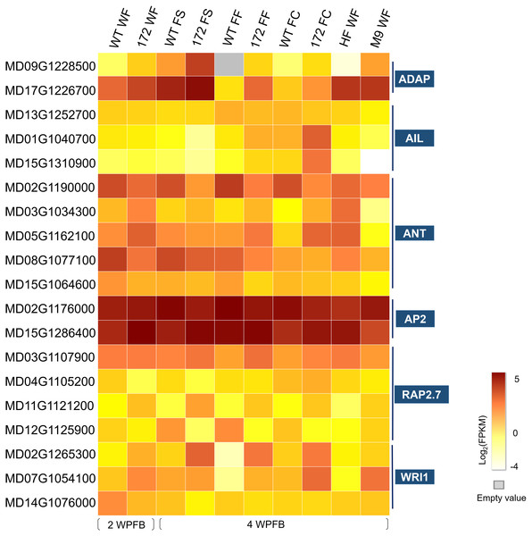  Heat map of the expression levels of selected AP2 family genes.