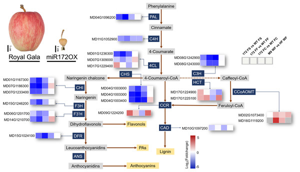  Simplified scheme and heat maps of the differentially expressed genes (DEGs) involved in phenylpropanoid pathways.