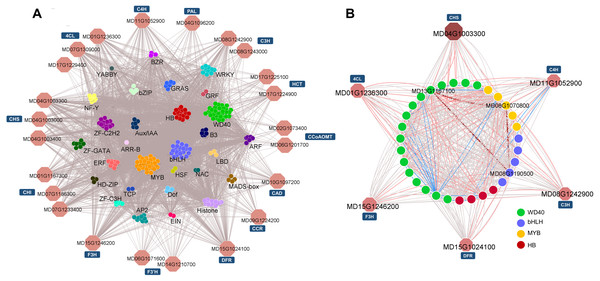  Potential regulatory networks involved in phenylpropanoid pathways.