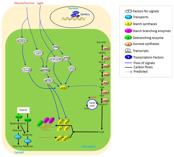 Biosynthesis of transient starch in cereal crops.