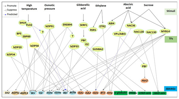 Regulators of transcriptional factors involved in starch biosynthesis of cereal crops.