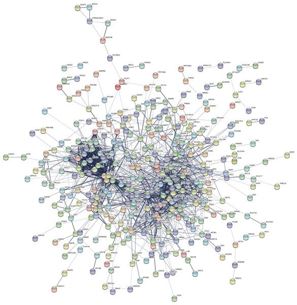 The PPI network constructed by DEGs with a linear relationship.