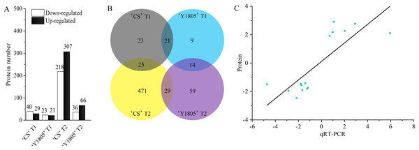 Differentially expressed protein statistics (A), Venn map (B) and qRT-PCR confirmation (C).