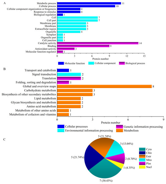 GO terms (A), KEGG pathways (B) and subcellular localization (C) of ‘Y1805’-specific differentially expressed proteins under salt stress.