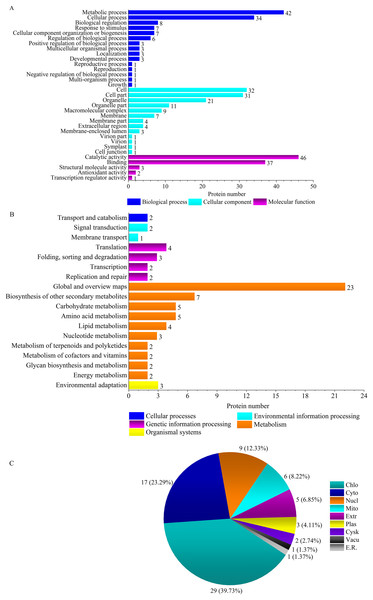 GO terms (A), KEGG pathways (B) and subcellular localizations (C) of ‘Y1805’-specific differentially expressed proteins during the recovery process.