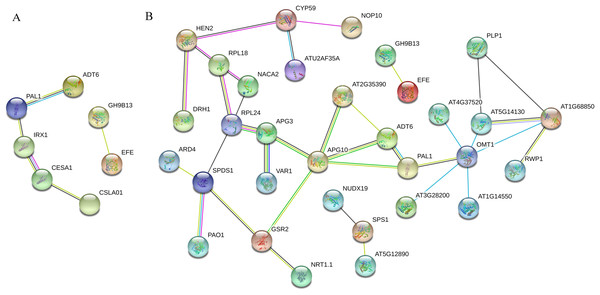 Tritipyrum ‘Y1805’ network diagram of protein interactions under salt-stress (A) and recovery (B) conditions.