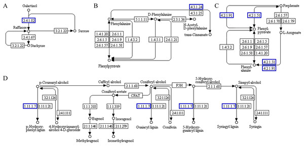 Functional association diagram of expression patterns of proteins and genes under salt-stress conditions in Tritipyrum ‘Y1805’.