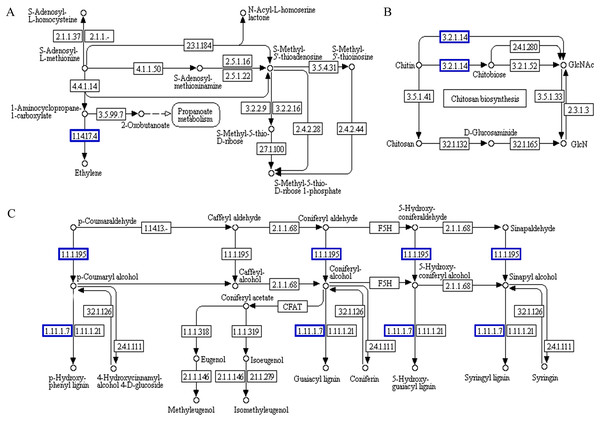 Functional association diagram of expression patterns of proteins and genes during the recovery process in Tritipyrum ‘Y1805’.